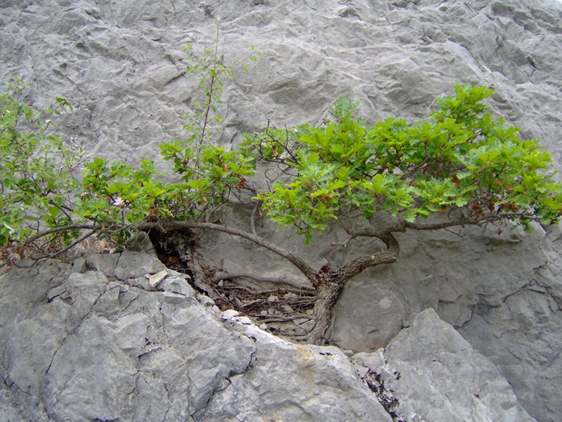 Marocche di Dro, bonsai naturale di roverella